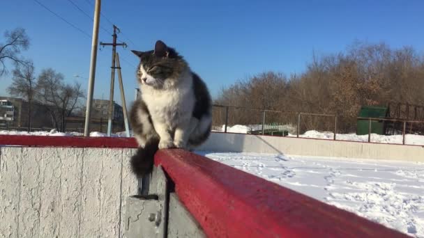 Obdachlose Katze sitzt auf Eisbahn-Zaun — Stockvideo