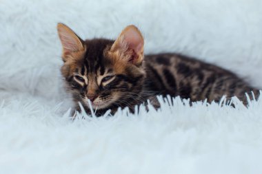 Beyaz arka planda yatan küçük kömür bükücü kedicik. Boşluğu kopyala.
