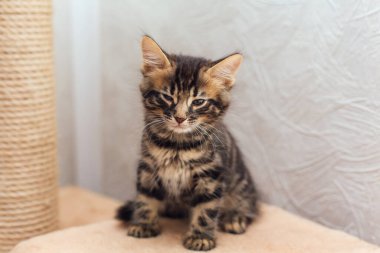 Bir kedinin evindeki yumuşak bir kedinin rafında oturan küçük sevimli kömür bengal kedi yavrusu..