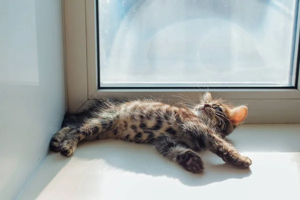 Kucing Lucu Bengal Kucing Lucu Bertelur Atas Jendela Dan Bersantai — Stok Foto