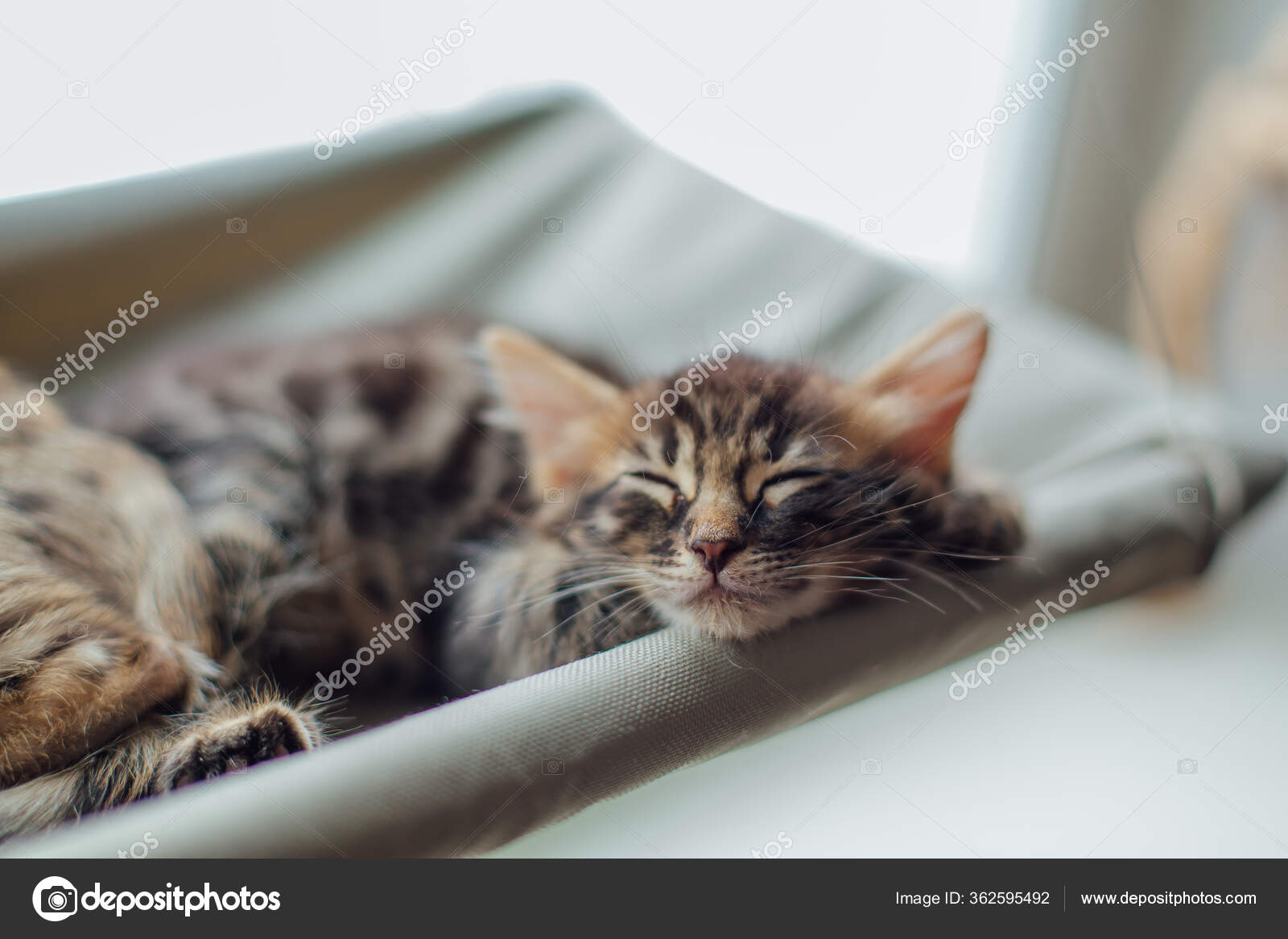 Tatlı Kömür Kömürü Kedi Yavrusu Kedi Yatağında Uzanıyor Uyuyor