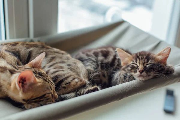Two Cute Bengal Kittens Gold Chorocoal Color Laying Cat Window — стоковое фото
