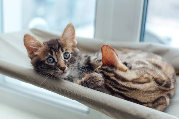 Two Cute Bengal Kittens Gold Chorocoal Color Laying Cat Window — Stock Photo, Image