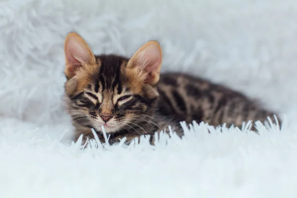 Petit Chaton Bengale Charbon Bois Posé Sur Fond Blanc Espace — Photo