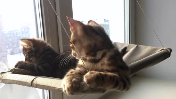 İki sevimli Bengal kedisi altın ve korokömür rengi kedilerin pencere yatağında uzanıp oynaşıyor ve kavga ediyorlar.. — Stok video