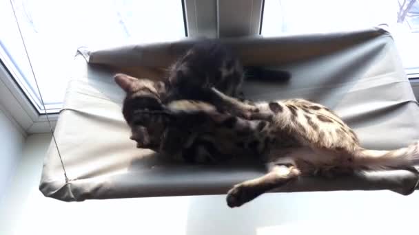 Two cute bengal kittens gold and chorocoal color laying on the cats window bed playing and fighting. — Stock Video