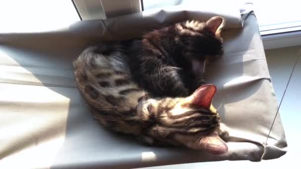 Dos lindos gatitos de bengala de oro y coro de color tendido en la ventana de los gatos cama y dormir . — Vídeos de Stock