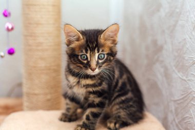 Bir kedinin evindeki yumuşak bir kedinin rafında oturan küçük sevimli kömür bengal kedi yavrusu..