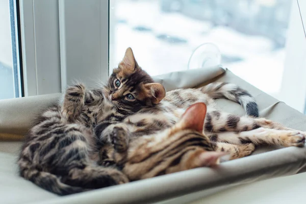 Dos Lindos Gatitos Bengala Oro Coro Color Tendido Cama Ventana — Foto de Stock