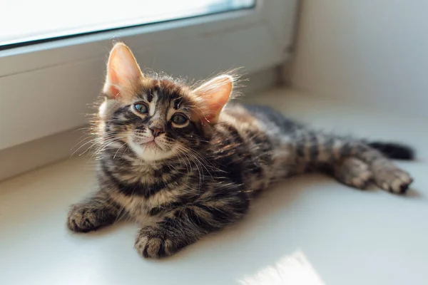 Tatlı Kömür Bengal Kedisi Pencere Eşiğinde Uzanıyor Dinleniyor — Stok fotoğraf