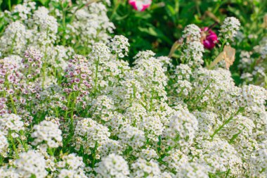 Lobularia maritima maritima alyssum maritimum, tatlı alyssum ya da tatlı alyssum, alyssum cinsi Alyssum, Brassicaceae familyasından yetişen bir çiçek türü..