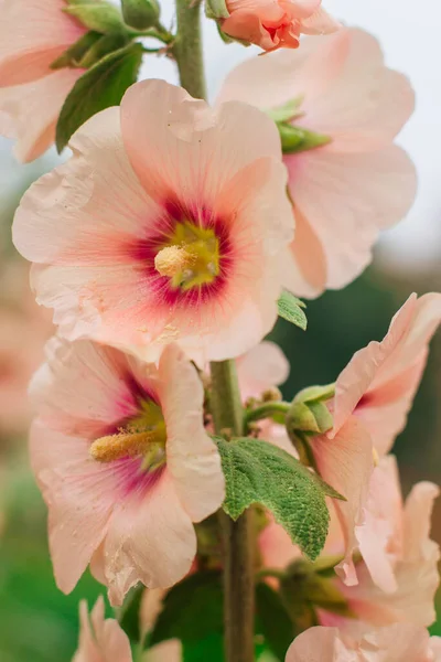 Rose Malva Fleur Close Dans Jardin Sur Fond Feuilles Vertes — Photo