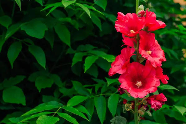 Malva Rouge Fleur Close Dans Jardin Sur Fond Feuilles Vertes — Photo