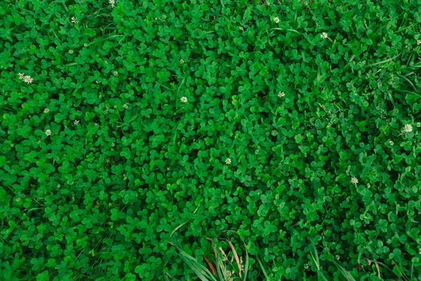 緑の天然芝クローバーシームレスな質感 — ストック写真