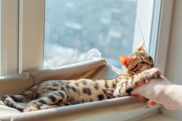 Cute little bengal kitty cat laying on the cat's window bed byting man's hand. Sunny seat for cat on the window. Copy space.