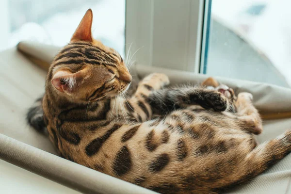 Cute little bengal kitty cat laying on the cat's window bed. Sunny seat for cat on the window.