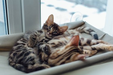 İki sevimli Bengal kedisi altın ve korokömür rengi kedinin penceresinde uzanıyor ve dinleniyor. Penceredeki kedi için güneşli koltuk.