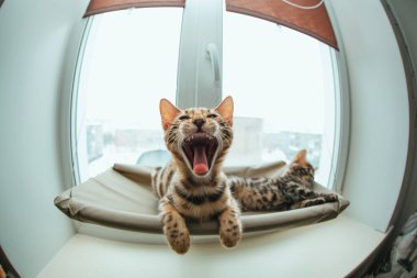 Sevimli küçük bengal kedisi kedi pencerenin kenarında uzanıp odayı seyrediyor ve esniyor. Penceredeki kedi için güneşli koltuk. Geniş açı fotoğrafı