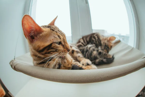 Two cute bengal kittens gold and chorocoal color laying on the cat\'s window bed and relaxing liking and washing themselves. Sunny seat for cat on the window. Wide angle photo