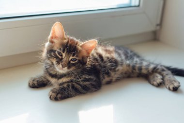 Tatlı kömür bengal kedisi pencere eşiğinde uzanıyor ve dinleniyor..