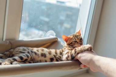 Sevimli küçük Bengal kedisi kediciğin penceresinde yatarken bir adamın elinden geçiyor. Penceredeki kedi için güneşli koltuk. Boşluğu kopyala.