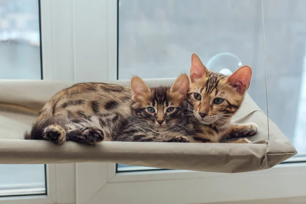 Two cute bengal kittens gold and chorocoal color laying on the cat\'s window bed and relaxing. Sunny seat for cat on the window.