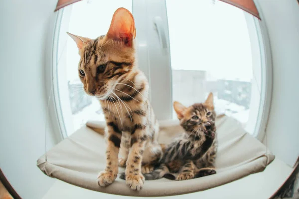 Twee Schattige Bengaalse Kittens Goud Chorocoal Kleur Liggend Het Kattenvensterbed — Stockfoto