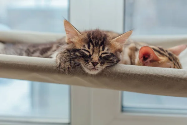 Lindo Gato Gato Bengala Carbón Tendido Cama Ventana Del Gato — Foto de Stock