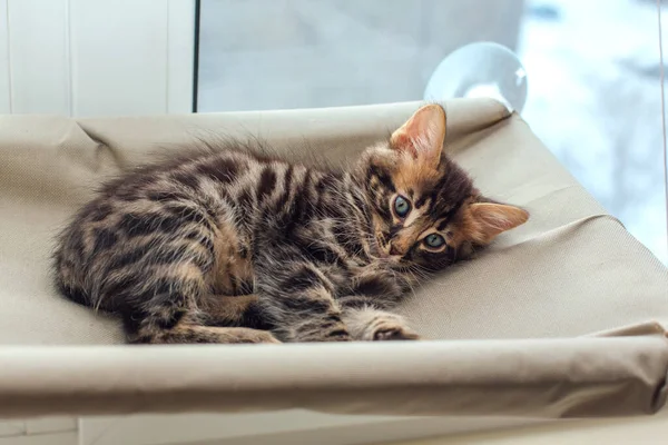 Gatinho Bengala Carvão Bonito Deitado Cama Janela Gato Assistindo Quarto — Fotografia de Stock