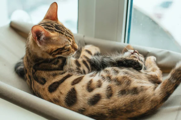 Cute Little Bengal Kitty Cat Laying Cat Window Bed Sunny — Stock Photo, Image