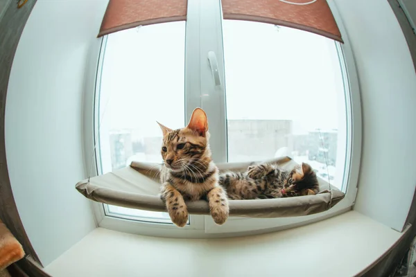 Cute little bengal kitty cat laying on the cat\'s window bed watching on the room. Sunny seat for cat on the window. Wide angle photo