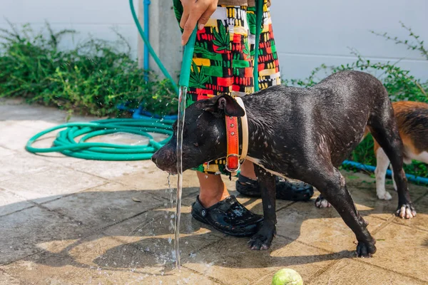 Szczęśliwy Uśmiech Młody Czarny Pitbull Pies Mycie Pod Strumieniem Wody — Zdjęcie stockowe