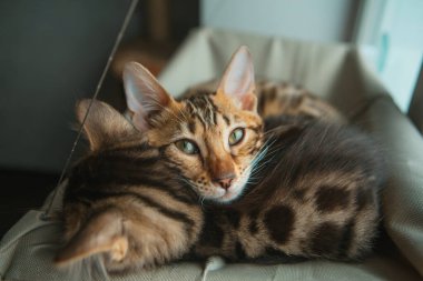 Kediciğin penceresinde rahatlayan sevimli Bengal kediciği. Penceredeki kedi için güneşli koltuk.