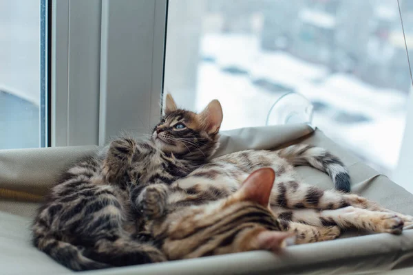 Two cute bengal kittens gold and chorocoal color laying on the cat\'s window bed and relaxing. Sunny seat for cat on the window.