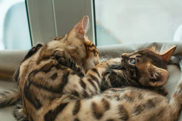 Due Simpatici Gattini Bengala Color Oro Corocarbone Sdraiato Sul Letto — Foto Stock