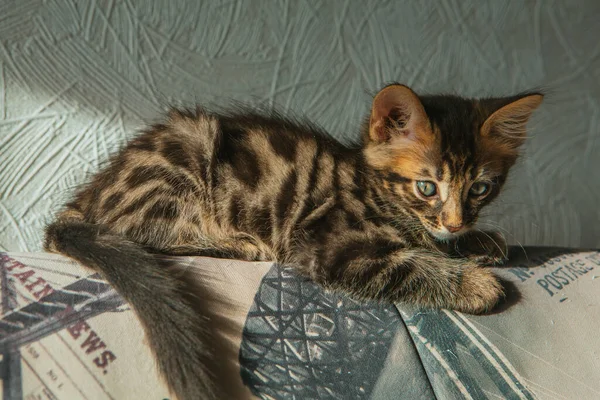 Close Little Charcoal Longhair Bengala Kitty Lay Home —  Fotos de Stock