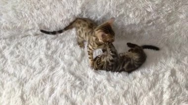 İki sevimli Bengal kedisi altın ve korokömür rengi beyaz arka planda oynuyor ve kavga ediyorlar..
