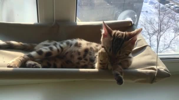 Niedliche kleine bengal Kätzchen Katze liegt auf der Katze Fenster Bett lecken sich. — Stockvideo