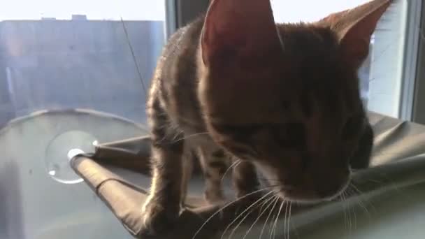 Twee schattige bengaalse kittens goud en chorocoal kleur leggen op de katten venster bed spelen en vechten. — Stockvideo