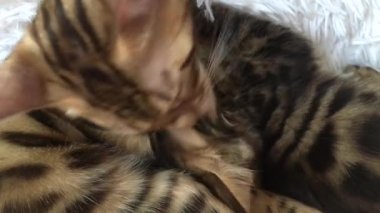 İki şirin Bengal kedisi beyaz arka planda uzanıp birbirlerini yalıyorlar..