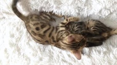 İki sevimli Bengal kedisi altın ve korokömür rengi beyaz arka planda oynuyor ve kavga ediyorlar..