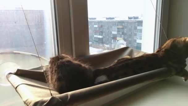 Dos lindos gatitos de bengala de oro y coro de color tendido en la ventana de los gatos cama jugando y luchando . — Vídeos de Stock