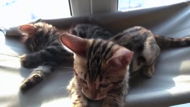 Twee schattige bengaalse kittens goud en chorocoal kleur leggen op de katten venster bed spelen en vechten. — Stockvideo