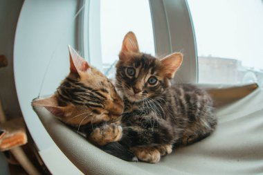 İki sevimli Bengal kedisi altın ve korokömür rengi kedinin penceresinde uzanıyor ve birbirlerini sevip yıkıyorlar. Penceredeki kedi için güneşli koltuk. Geniş açı fotoğrafı