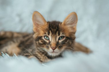 Beyaz arka planda yatan küçük kömür bükücü kedicik. Boşluğu kopyala.