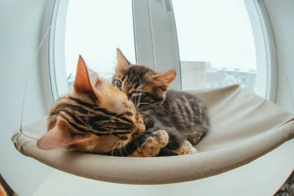 Two cute bengal kittens gold and chorocoal color laying on the cat\'s window bed and relaxing liking and washing each other. Sunny seat for cat on the window. Wide angle photo
