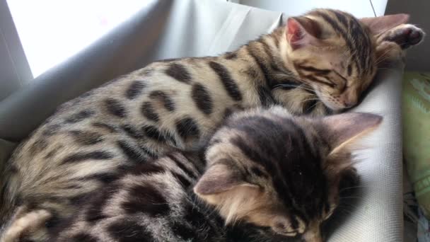 Twee schattige bengaalse kittens goud en chorocoal kleur die op het kattenvensterbed liggen en slapen. — Stockvideo