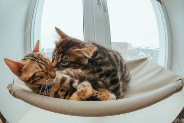 İki sevimli Bengal kedisi altın ve korokömür rengi kedinin penceresinde uzanıyor ve birbirlerini sevip yıkıyorlar. Penceredeki kedi için güneşli koltuk. Geniş açı fotoğrafı
