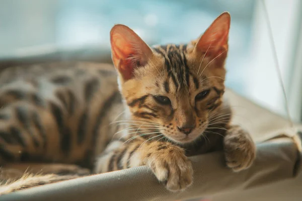 Cute little bengal kitty cat relaxing on the cat\'s window bed. Sunny seat for cat on the window.