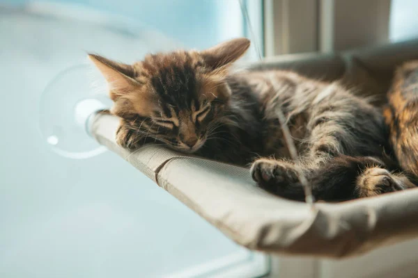 목탄긴 고양이는 고양이의 침대에 창가에 고양이를 — 스톡 사진